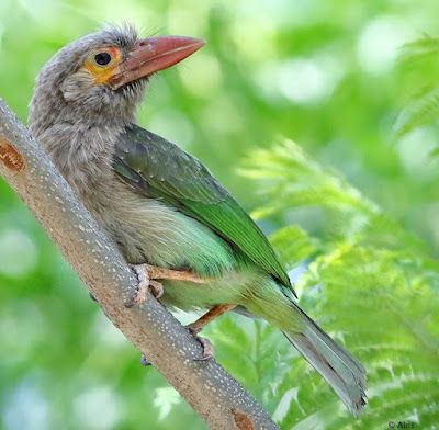 " The Brown-headed Barbet has a brown-colored head, with a green body and a red undertail