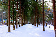 Nami Island , South Korea . (nami)