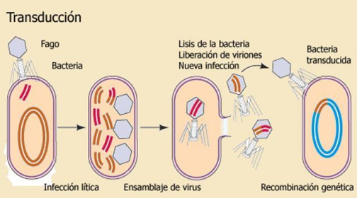 Transducción. La transducción viral también puede darse en los eucariotas, siendo una forma menor de transferencia de genes entre diferentes linajes.