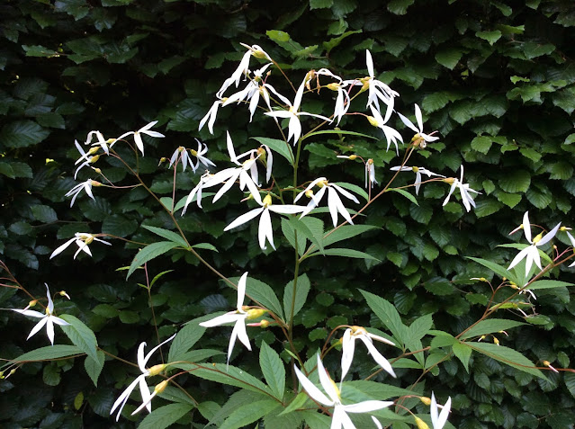 Gillena trifoliata