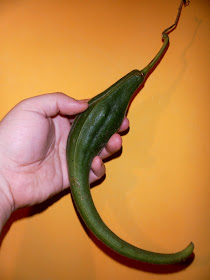 The fruits can be 16" (40cm) long