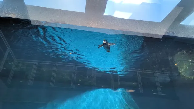 長崎ペンギン水族館へ行ってきましたのでご案内いたします！