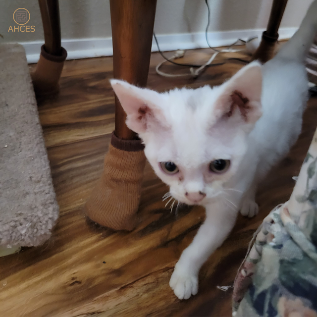 an adorable white Devon Rex kitten named Ariadne