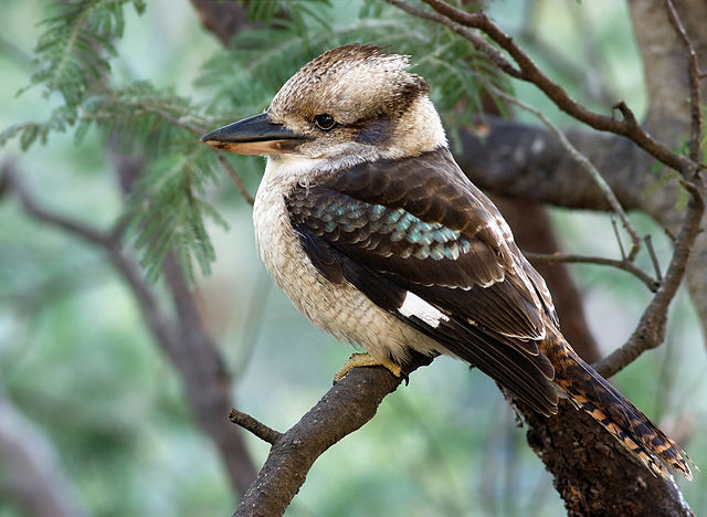 Kookaburra [Dacelo] Facts