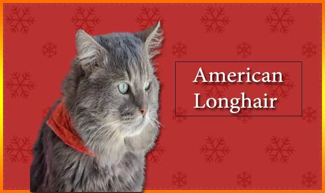 American Longhair Cat