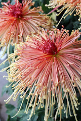 A beautiful peach, pale yellow and red spider type of mum from Japan.