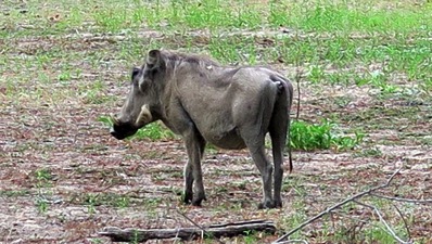 Warthog