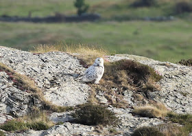 Snowy Owl, Anglesey