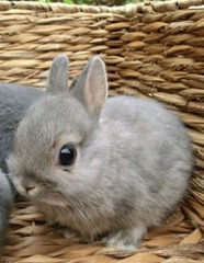 Cute-Rabbit-03 (2)