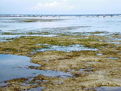 Sanur Shore