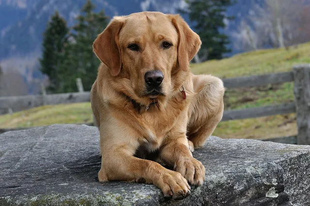 #1. Chó săn mồi Labrador