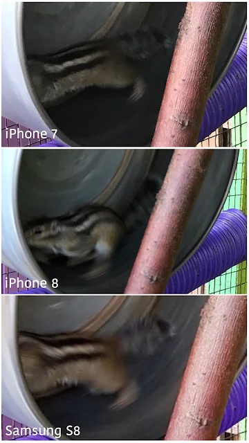 3 images of a chipmunk running on a metal wheel