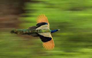 peacock in full flight