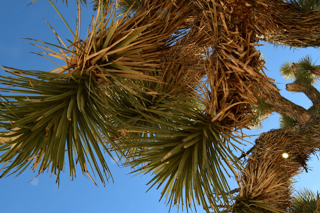 Joshua Tree National Park