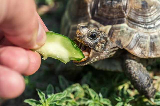 pourquoi-ma-tortue-ne-mange-plus-2