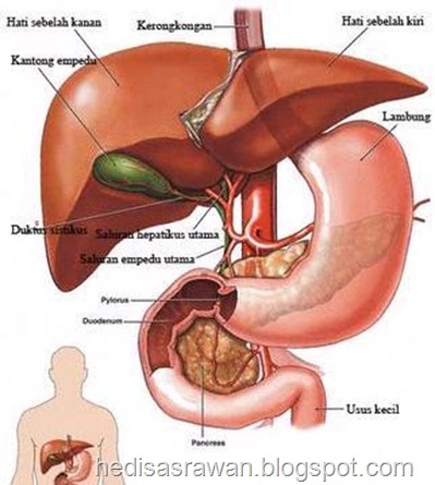 bagian-bagian dan anatomi hati dalam bahasa indonesia