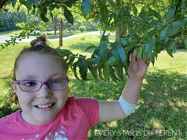 Are the Peaches Ready to Pick?