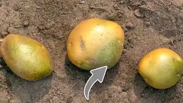 সবুজ দাগযুক্ত আলু খেলে আপনার শরীরে যা ঘটবে