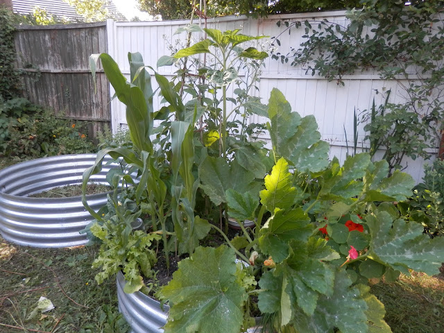 Diary of a suburban edible garden, June 2017.  By UK permaculture garden blogger secondhandsusie.blogspot.com #suburbangarden #ediblegarden #ukpermaculturegarden 