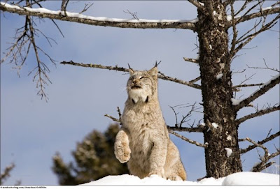 Stunning Close Up Photography Of Wild Animal Seen On www.coolpicturegallery.us