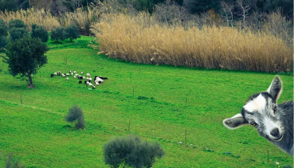 11,200 farms in The Netherlands to be SHUTTERED in order to meet the government’s climate goals