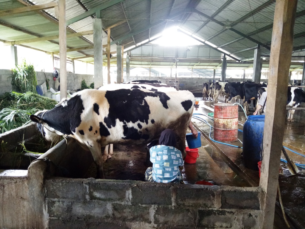 Kandang Sapi Komunal Telah Meningkatkan Kesejahteraan Kelompok Tani di Kota Batu