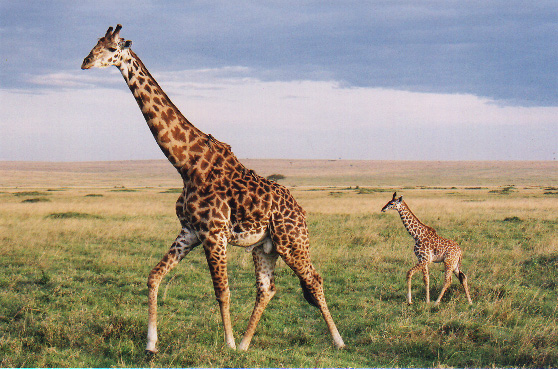 Kick Giraffe quality of human resources