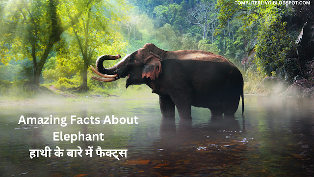 Amazing Facts About Elephant हाथी के बारे में फैक्ट्स