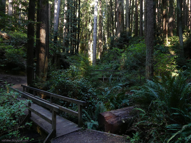 pair of bridges in the trees