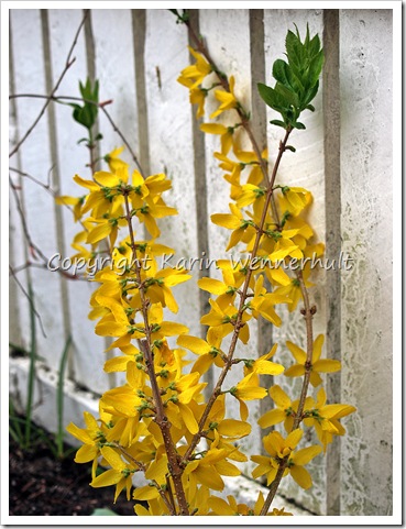 Forsythia