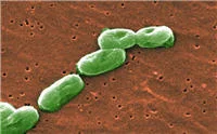 Burkholderia cepacia