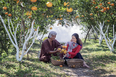 dua orang petani sedang panen buah jeruk