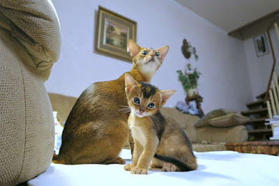 9- قط آبيس سينياس Abyssinian cat