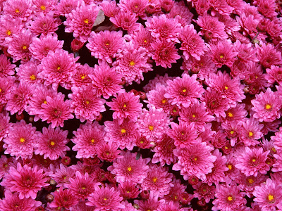 flores wallpapers - flores rosaditas