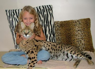 savannah cat pets infomation picture photo animal domestic