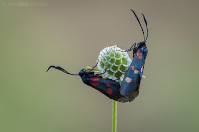 Zygaena lonicerae