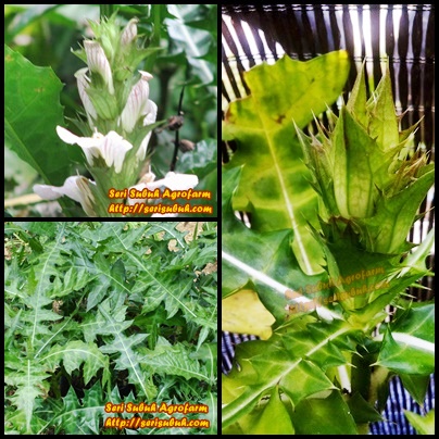 Jeruju (Acanthus ilicifolius)  Jualan Benih dan Koleksi 