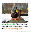 Anatidaephobia:The fear that somewhere in the world there is a duck watching you.