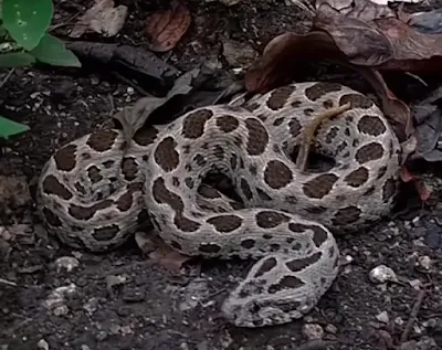 Kaka botek dalam bahasa setempat, adalah ular viper yang hidup di taman nasional komodo