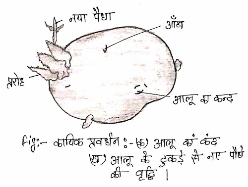 kayki-pravardhan-kise-kahte-hai-in-hindi-notes