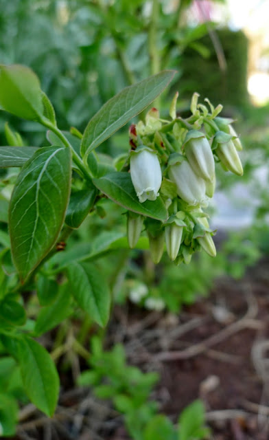 North Blue Blueberry