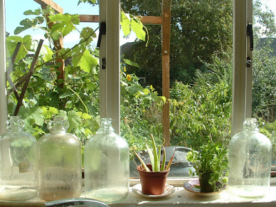 A windowsill with several glass demi-johns, potted plants and a garden beyond