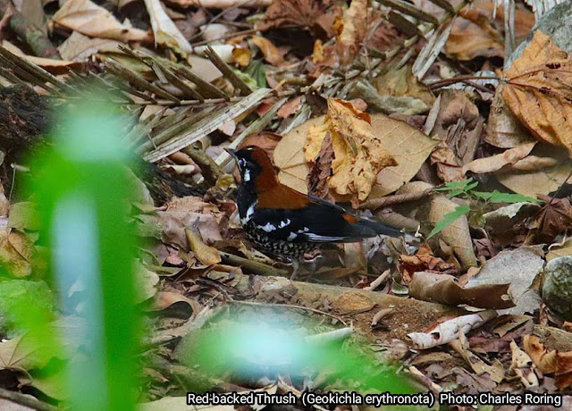 Red-backed Thrush (Geokichla erythronota) in Sulawesi