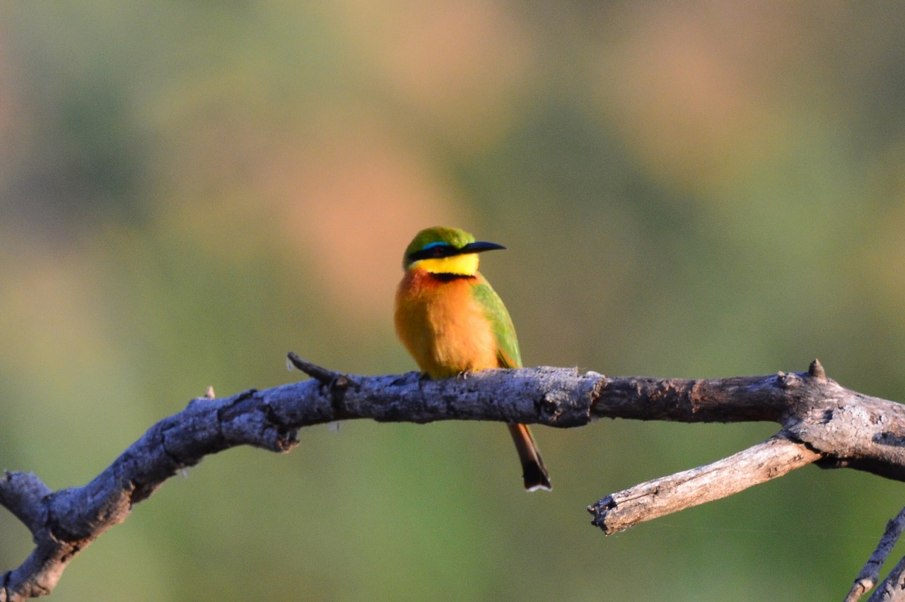 Merops pusillus meridionalis