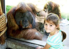 Tessa viewed one of the orangutans that like to hang out by the windows of the Fragile Forest exhibit up close.