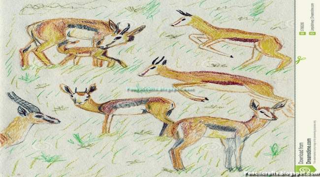 Color Pencil drawing Deer-beginner