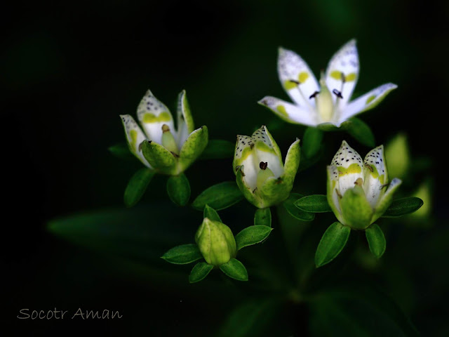 Swertia bimaculata