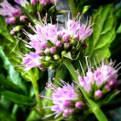 fresh mint, garden, mint flowers, fresh herbs, gardening, 