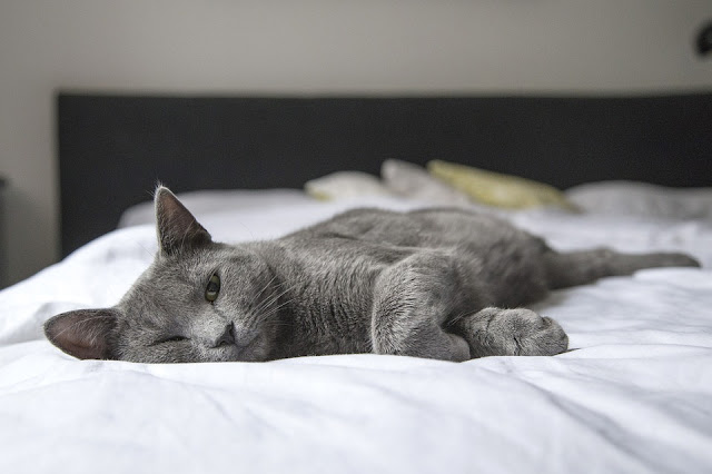 cat lying on bed with eyes half shut