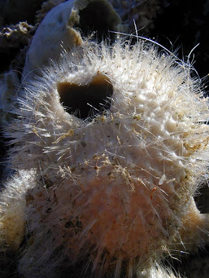 sponges in ocean. sponges in ocean. sponges